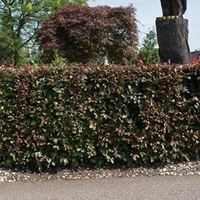 Fagus Atropurpurea (Purple Beech) Plants - 2L Value Hedging Range