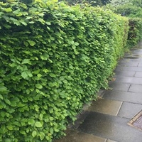 Fagus Sylvatica (Green Beech) Plants - 2L Value Hedging Range
