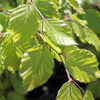 Fagus sylvatica Potted Plants