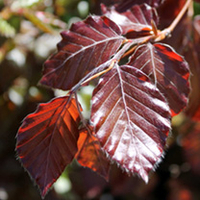 Fagus Sylvatica Purpurea Bare Roots - 120/150cm