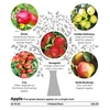 Family Fruit Tree - Apple