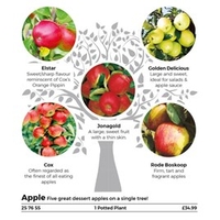 Family Fruit Tree - Apple