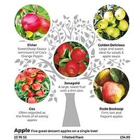 Family Fruit Tree - Apple