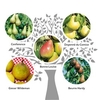Family Fruit Tree - Pear