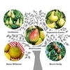 Family Fruit Tree - Pear