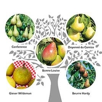 Family Fruit Tree - Pear