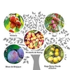 Family Fruit Tree - Plum and Gage