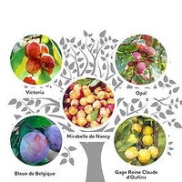 Family Fruit Tree - Plum and Gage