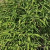 Fargesia murieliae Plant - 