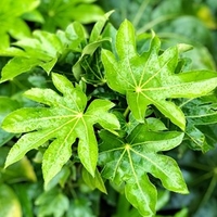 Fatsia Japonica