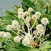 Fatsia japonica Plant - Spider