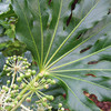 Fatsia Plant - Japonica