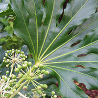 Fatsia Plant - Japonica