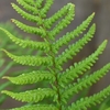 Fern Dryopteris Affinis