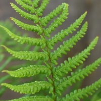 Fern Dryopteris Affinis