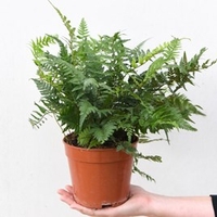Fern Mix
