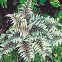 Fern Plants - Collection