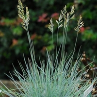 Festuca Glauca Elijah Blue