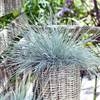 Festuca glauca Plant