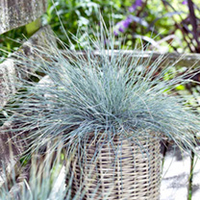 Festuca glauca Plant
