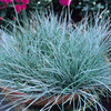 Festuca Plant - Elijah Blue