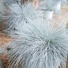 Festuca Plant - Intense Blue