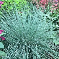 Festuca Plants - Intense Blue