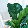 Ficus lyrata Compacta
