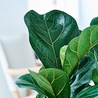 Ficus lyrata Compacta