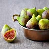 Fig (Ficus) Brunswick