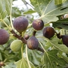 Fig Ice Crystal