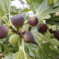 Fig Ice Crystal