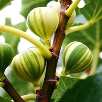 Fig Plant - Panachee
