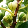 Fig Plant - Panachee