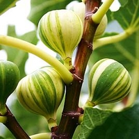 Fig Plant - Panachee