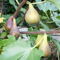 Fig Plant (Organic) - Peretta