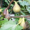 Fig Plant (Organic) - Peretta