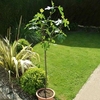Fig Tree - Brown Turkey