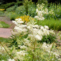 Filipendula Plant - Hexapetala