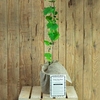 Flame Grape Vine Gift with Red Wine