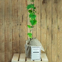 Flame Grape Vine Gift with Red Wine