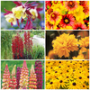 Flaming Summer Perennials