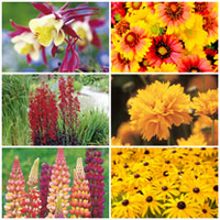 Flaming Summer Perennials