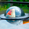 Floating Fish Dome