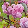 Flowering Cherry Cheals Weeping