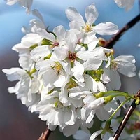 Flowering Cherry Snow Showers