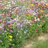 Flowering Mixture Seeds - Fast Flowering Annual Mix