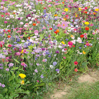 Flowering Mixture Seeds - Fast Flowering Annual Mix