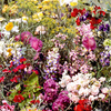 Flowering Mixture Seeds - Fragrant Mix