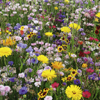 Flowering Mixture Seeds - Perennial Mix